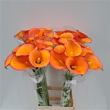 Zantedeschia Solero Art 80
