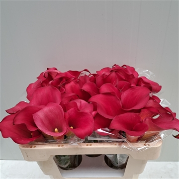 Zantedeschia Captain Hollywood 40