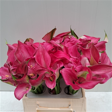 Zantedeschia Captain Samba 420