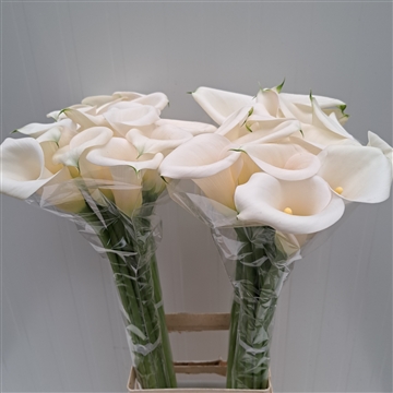 Zantedeschia Ivory Art 80