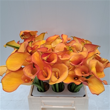 Zantedeschia Solero Art 420