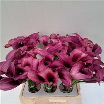 Zantedeschia Accent 40