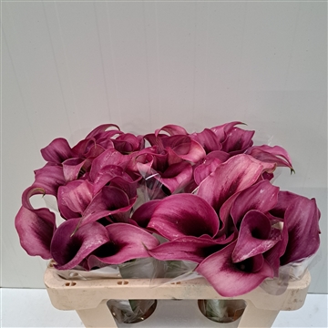 Zantedeschia Accent 50