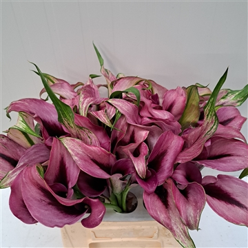 Zantedeschia Accent 420