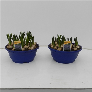 muscari schaal 16cm
