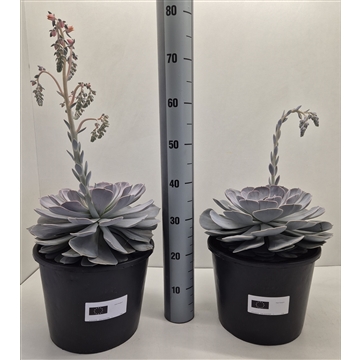 Echeveria Pollux XXL