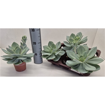 Echeveria Hakuhou