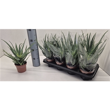 Aloe Arborescens