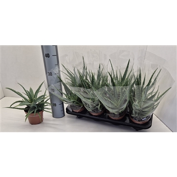 Aloe Arborescens