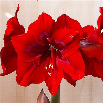 Red Queen
