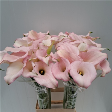 Zantedeschia Captain Melrose 80