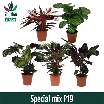 Special mix