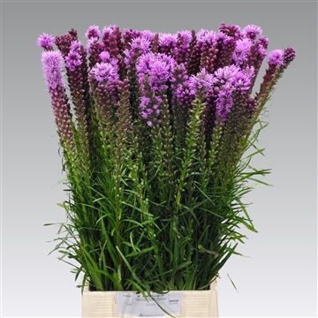 Liatris spicata