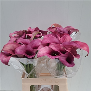 Zantedeschia Accent 60