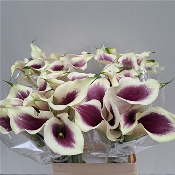 Zantedeschia Picasso 60