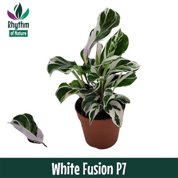 Calathea 7cm White Fusion