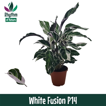 Calathea 14cm White Fusion Rhythm of Nature
