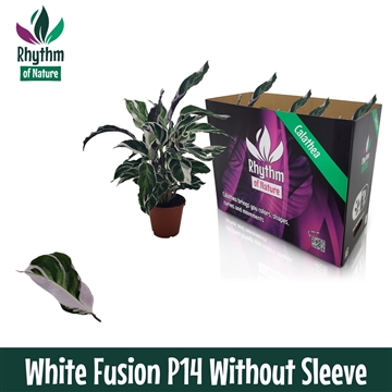 Calathea 14cm White Fusion Rhythm of Nature zonder hoes
