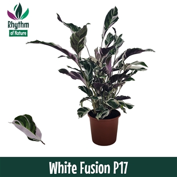 Calathea 17cm White Fusion Rhythm of Nature