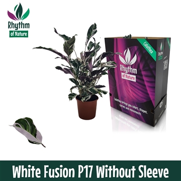 Calathea 17cm White Fusion Rhythm of Nature zonder hoes