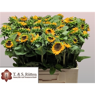 Helianthus Sonja