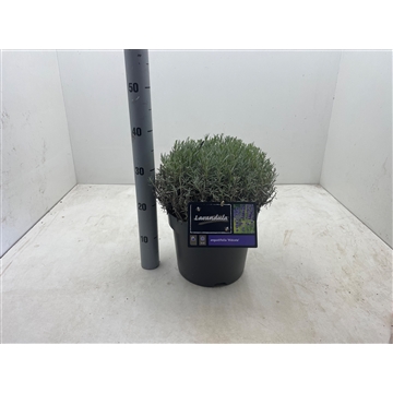 Lavandula angustifolia &#39;Hidcote&#39; C7,5
