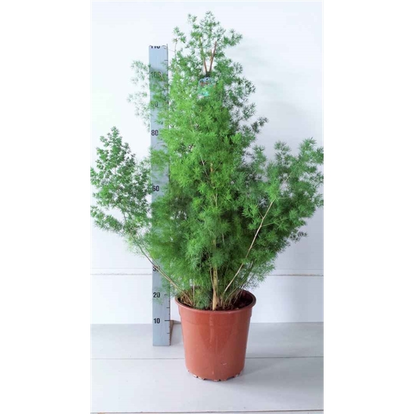 Asparagus umbellatus (myriocladus) (A279041P) FloraXchange
