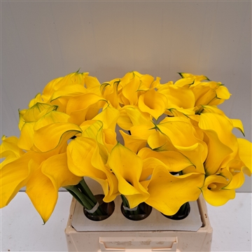 Zantedeschia Yelloween 40