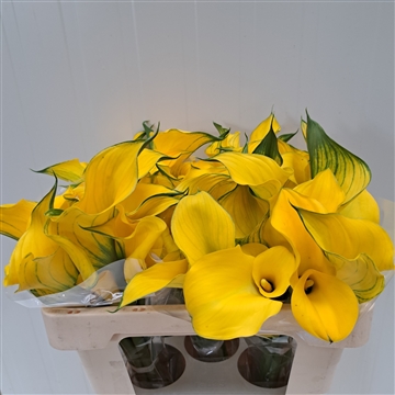 Zantedeschia Yelloween 520