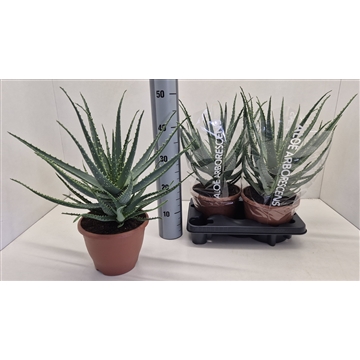 Aloe Arborescens
