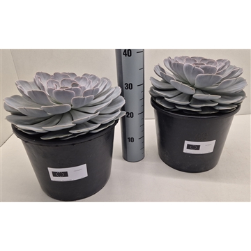 Echeveria Pollux XXL