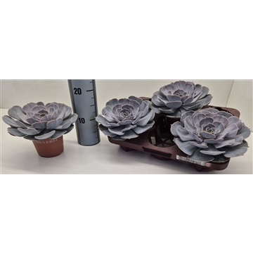 Echeveria Pollux
