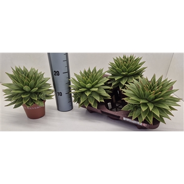 Echeveria Agavoides Ebony