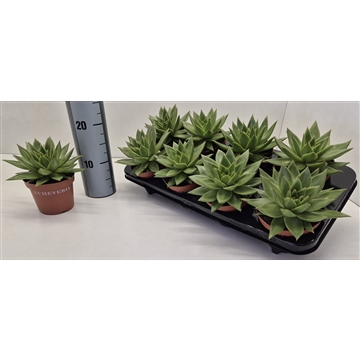 Echeveria Agavoides Ebony