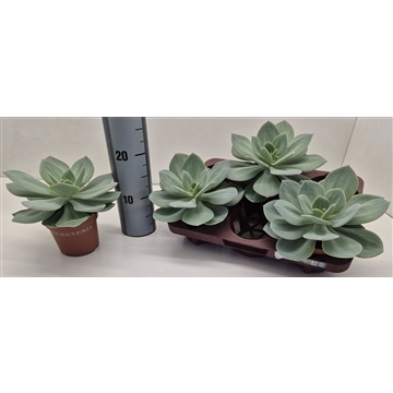 Echeveria Hakuhou
