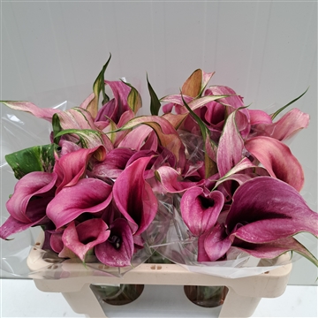 Zantedeschia Accent 520