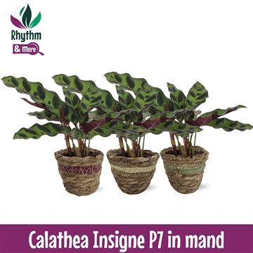 Calathea 7cm Insigne in Mand (2024)