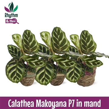 Calathea 7cm Makoyana in Mand (2024)