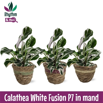 Calathea 7cm White Fusion in Mand (2024)