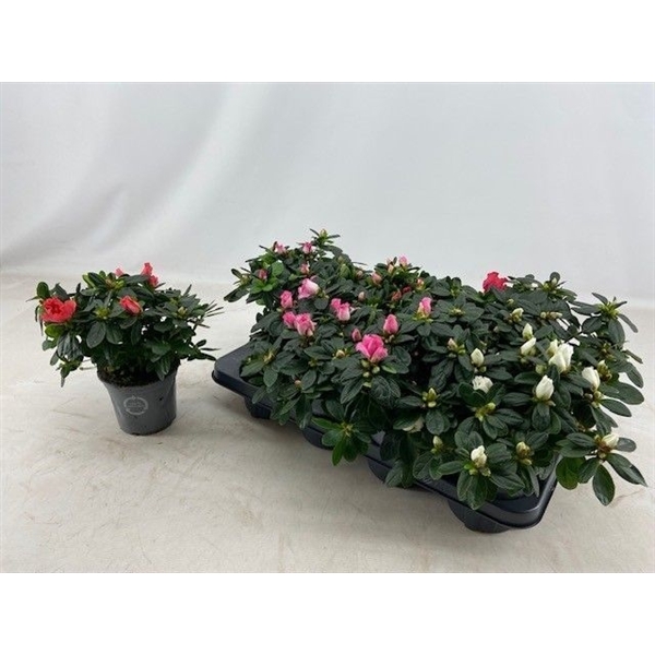 Azalea 13 Cm Mix Zonder Hoes