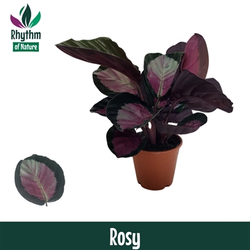 Calathea 14cm Rosy Rhythm of Nature