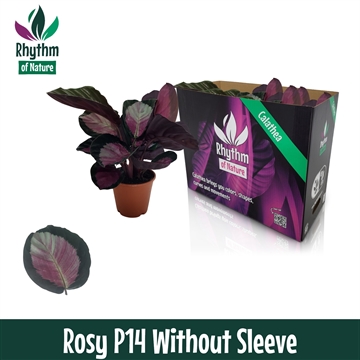 Calathea 14cm Rosy Rhythm of Nature zonder hoes