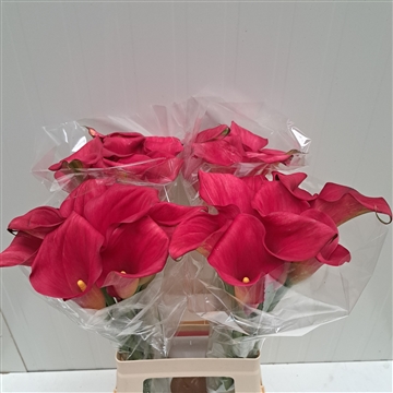 Zantedeschia Captain Hollywood 70