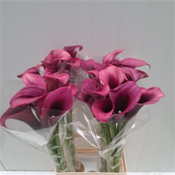 Zantedeschia Accent 70