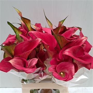 Zantedeschia Captain Hollywood 620