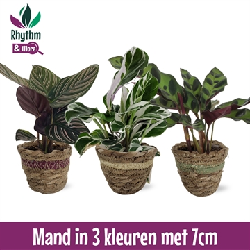 Calathea 7cm gemengd in Mand