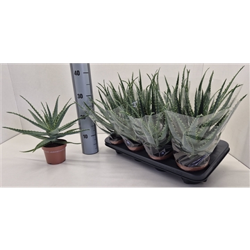Aloe Arborescens