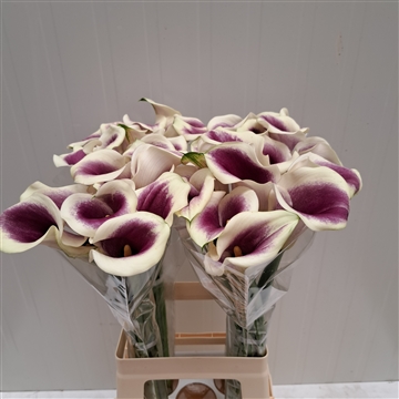 Zantedeschia Picasso 70