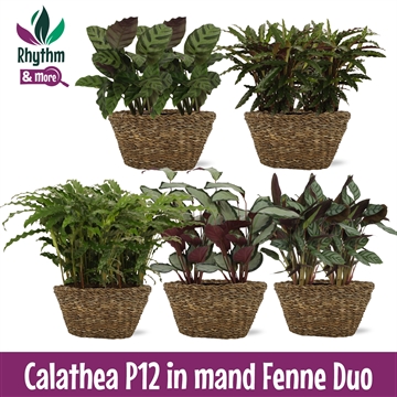 Calathea 12cm Mand Fenne duo 2 dezelfde soorten in mand