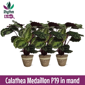 Calathea Mediallon 19cm in Mand